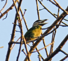 Psilopogon lagrandieri