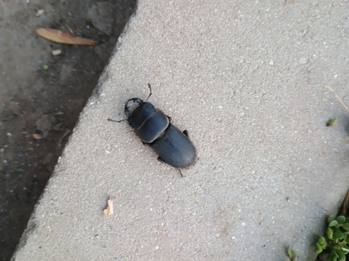 Lesser Stag Beetle