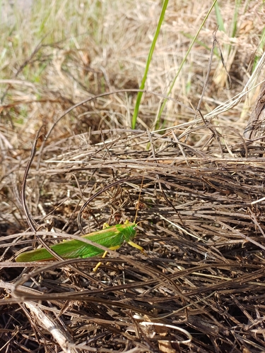 Great Green Bush-cricket