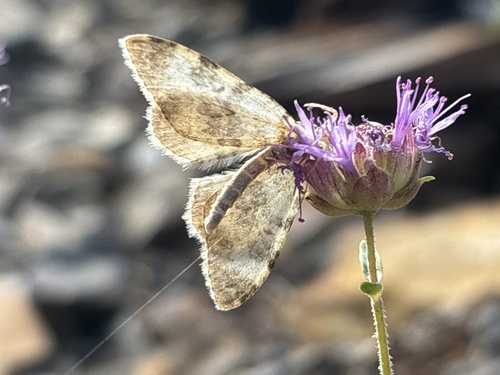 iNaturalist observation photo of Zenophleps obscurata