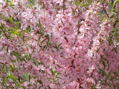 Prunus tenella