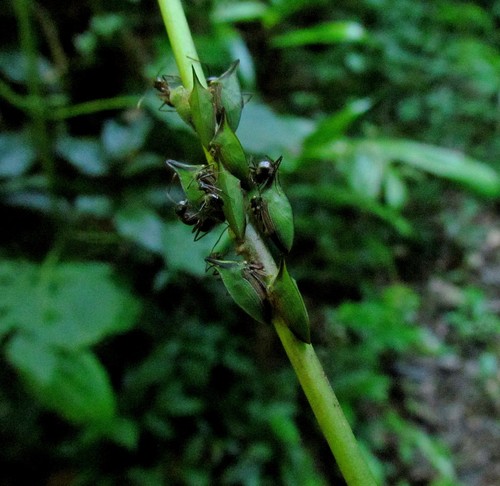 Hemiptycha obtecta