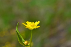 Ranunculus alismifolius