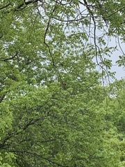 Cardinalis cardinalis