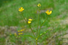 Ranunculus alismifolius