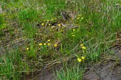 Ranunculus alismifolius