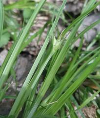 Carex jamesii