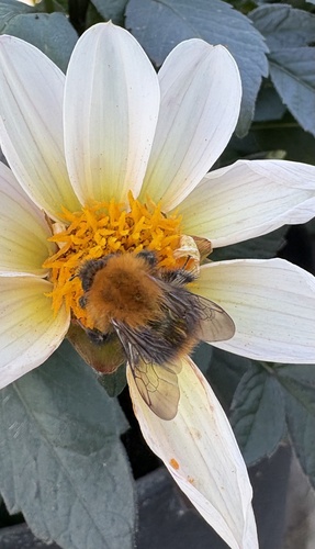 Common Carder Bumble Bee
