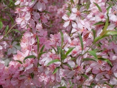 Prunus tenella