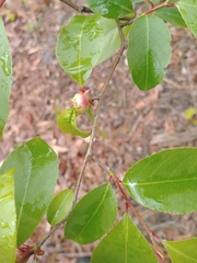 Contarinia cerasiserotinae