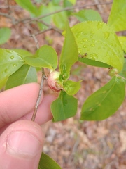 Contarinia cerasiserotinae