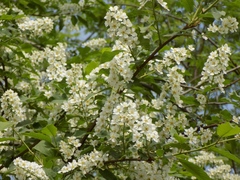 Prunus padus