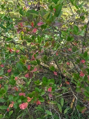 × Sorbaronia arsenii