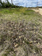 Amelanchier nantucketensis