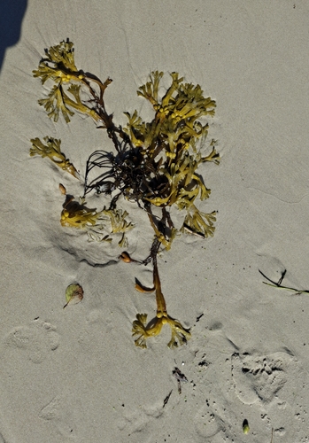 bladder wrack