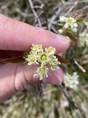 Amelanchier nantucketensis