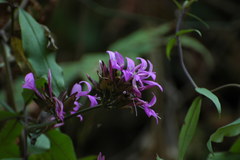 Dicliptera chinensis