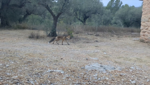 Red Fox