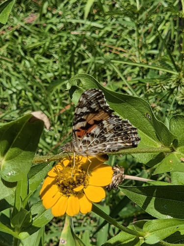 Painted Lady