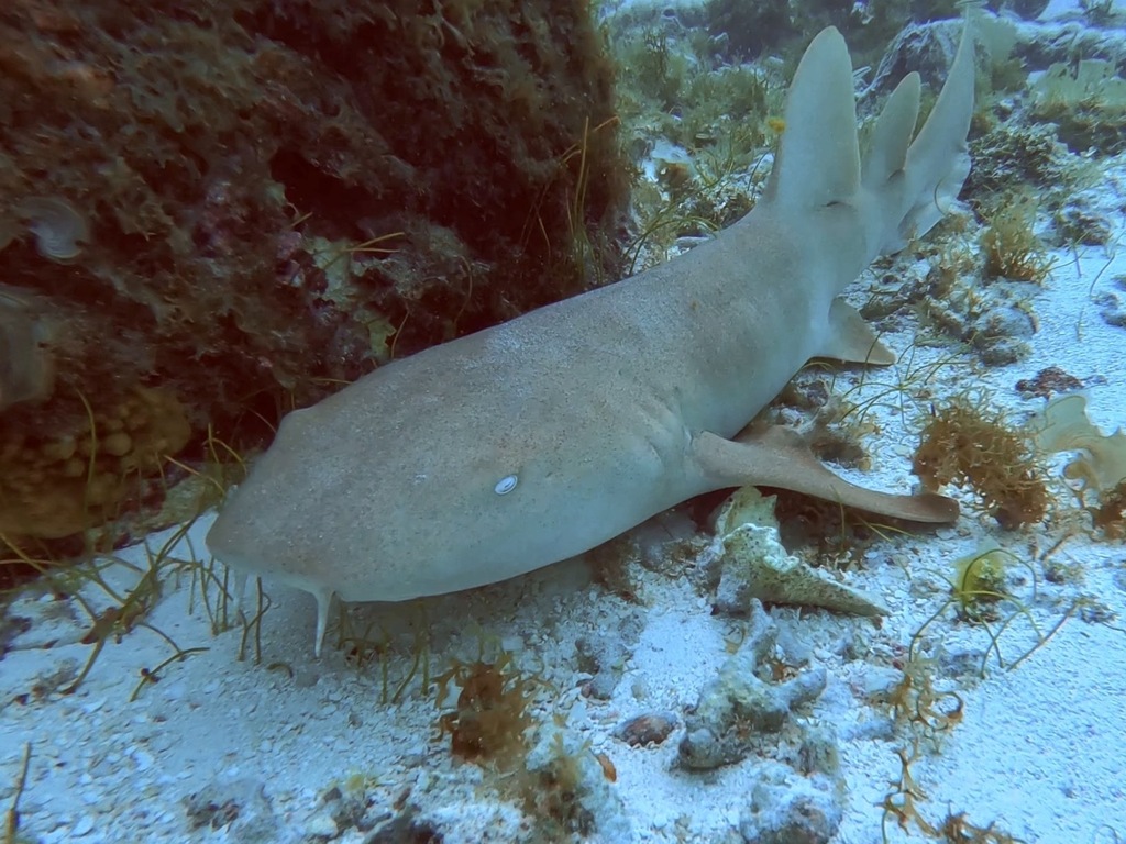 Nurse shark lying on the seabed beside a reef