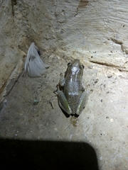 Hyperolius kivuensis