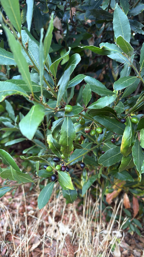 Bay laurel