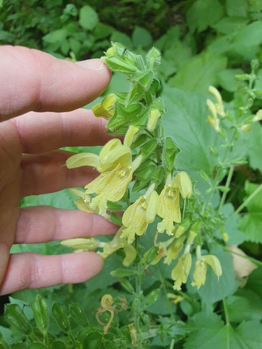 Sticky Sage
