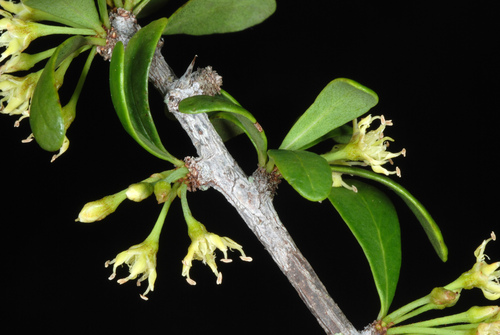 Sideroxylon celastrinum, photograph 4