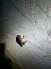 Hyperolius kivuensis