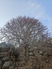 Euphorbia dendroides, photograph (c) Tania Walisch, some rights reserved (CC BY)