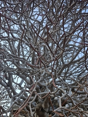 Euphorbia dendroides, photograph (c) Tania Walisch, some rights reserved (CC BY)