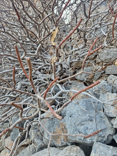 Euphorbia dendroides, photograph 2