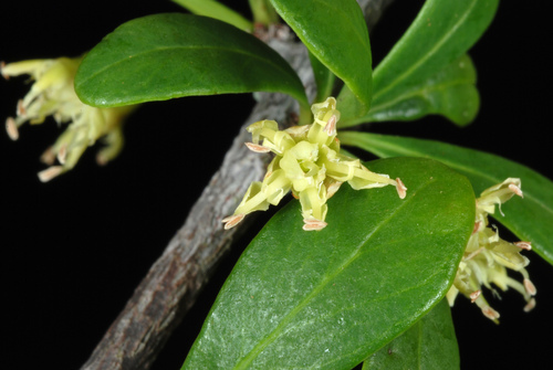 Sideroxylon celastrinum, photograph 3