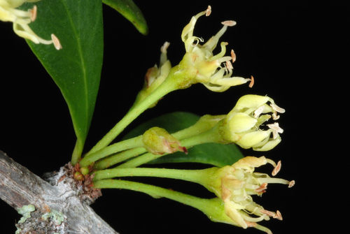 Sideroxylon celastrinum, photograph 6