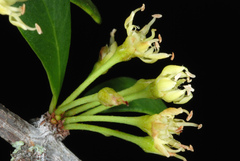 Sideroxylon celastrinum, photograph (c) Douglas Goldman, some rights reserved (CC BY-SA)