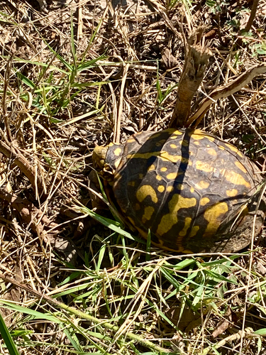 Ornate Box Turtle