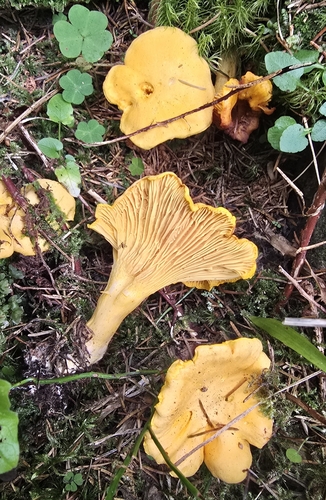 Golden Chanterelle