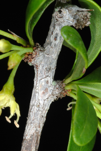 Sideroxylon celastrinum, photograph 5