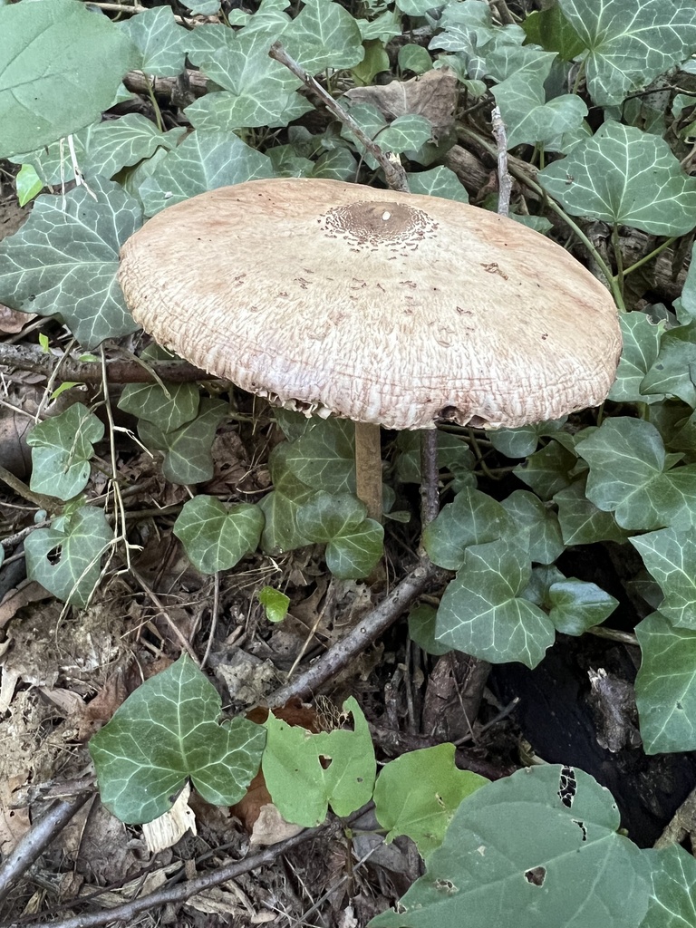 Myla's Parasol · August 2026 · photo: Photo: no rights reserved · iNaturalist