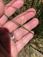 Juncus effusus solutus