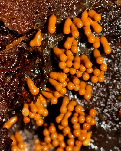 Oligonema favogineum