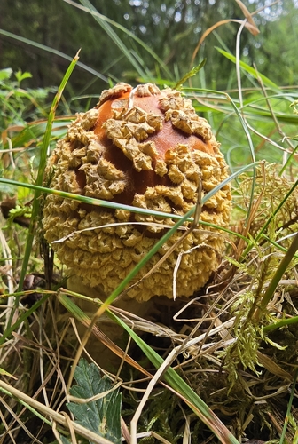 Royal fly agaric