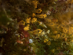 Pycnoclavella aurilucens