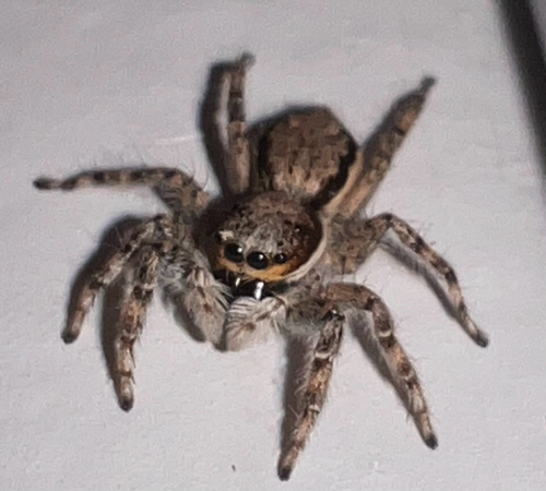 Gray Wall Jumping Spider