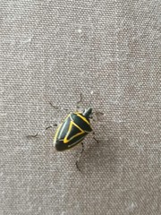 Mormidea triangularis
