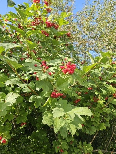 guelder-rose