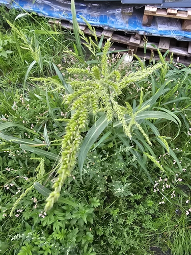 barnyardgrass