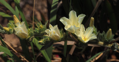 Convolvulus secundus