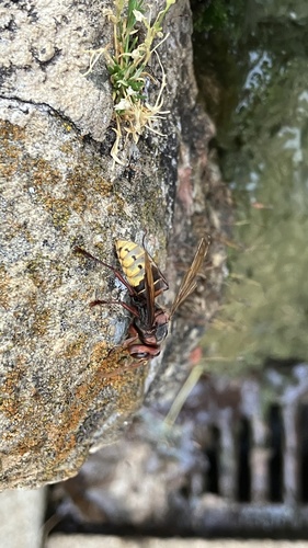 European Hornet