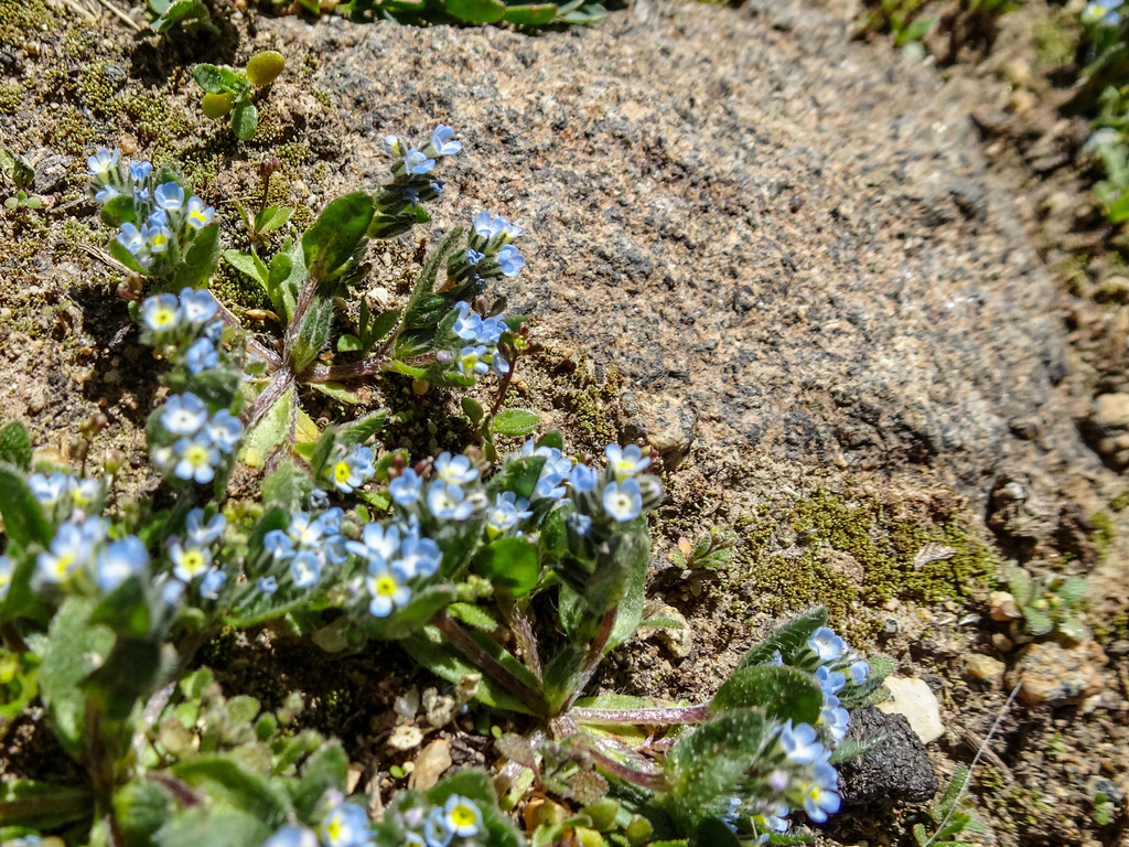 Lasiocaryum densiflorum